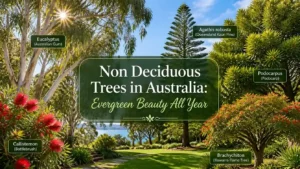 non-deciduous-trees-australia