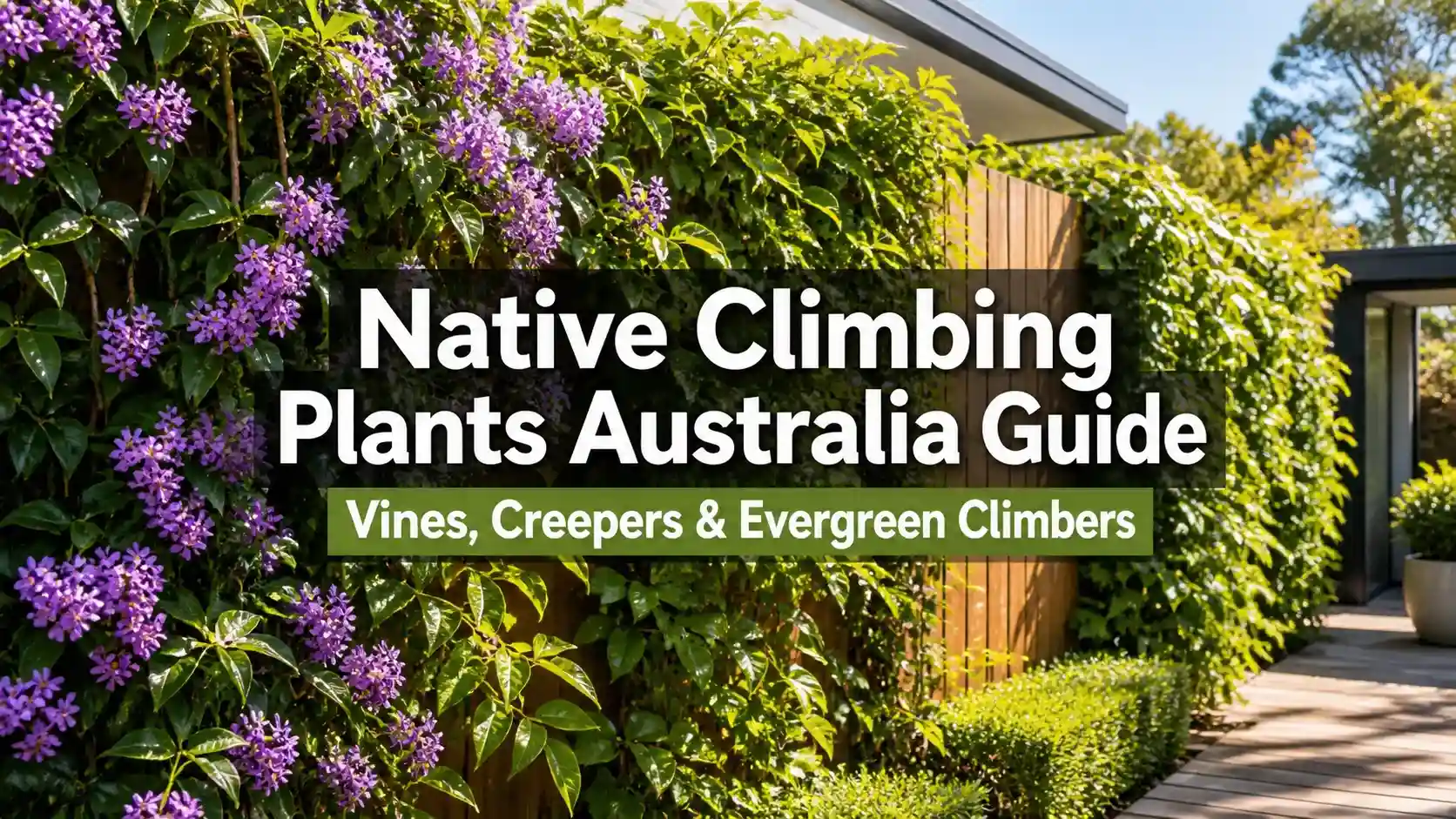 native-climbing-plants-australia
