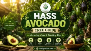 hass-avocado-tree