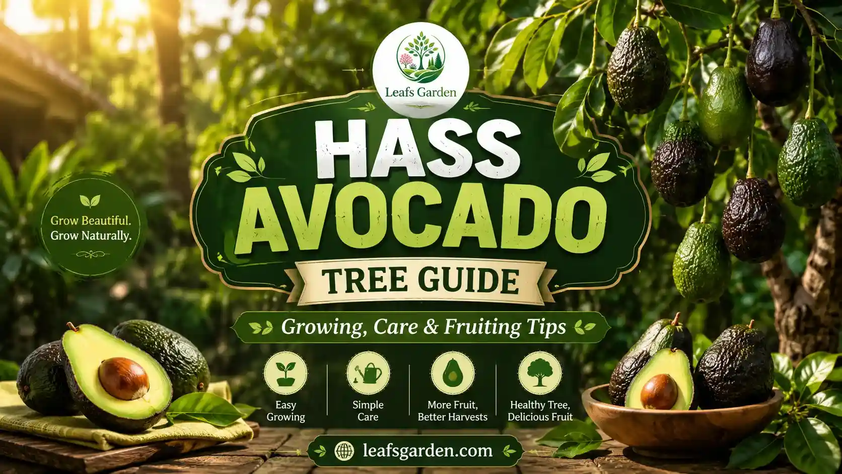hass-avocado-tree