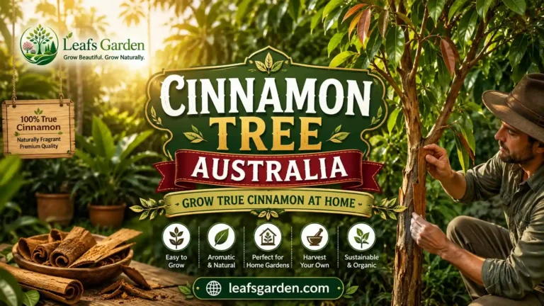 cinnamon-tree-australia