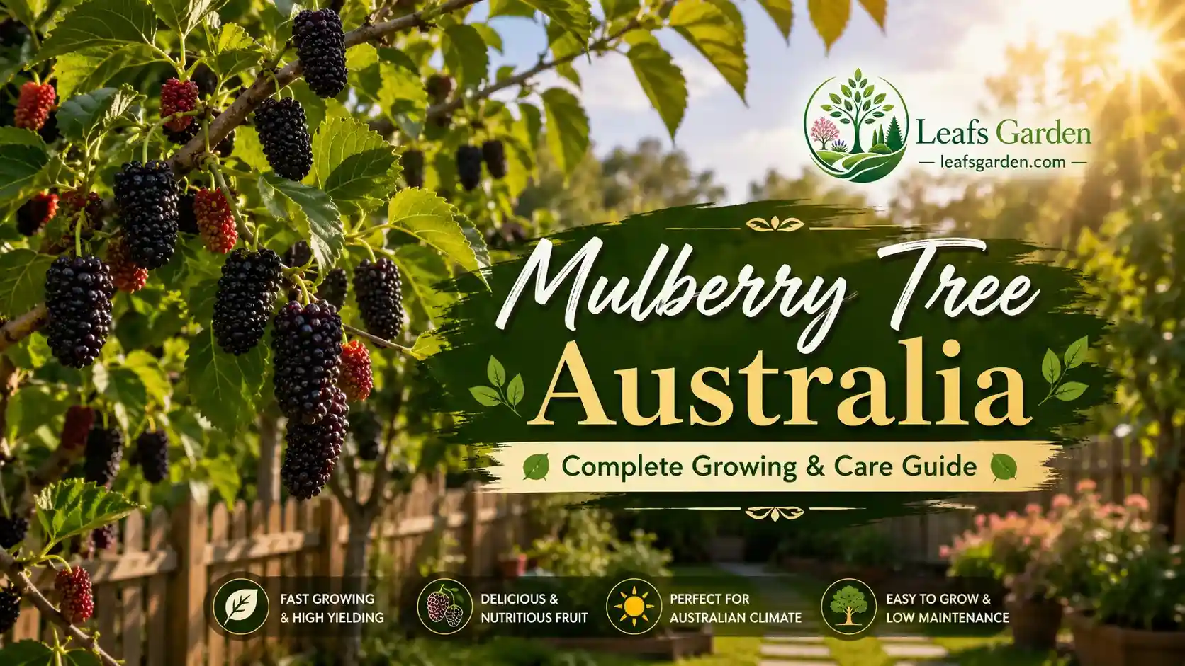 mulberry-tree-australia