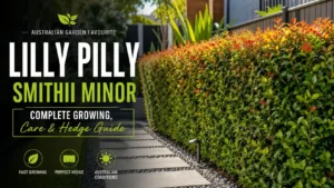 lilly-pilly-smithii-minor